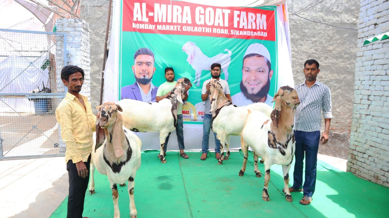 Totapari Bakro Ka Khazana At Al Mira Goat Farm Sikanderabad