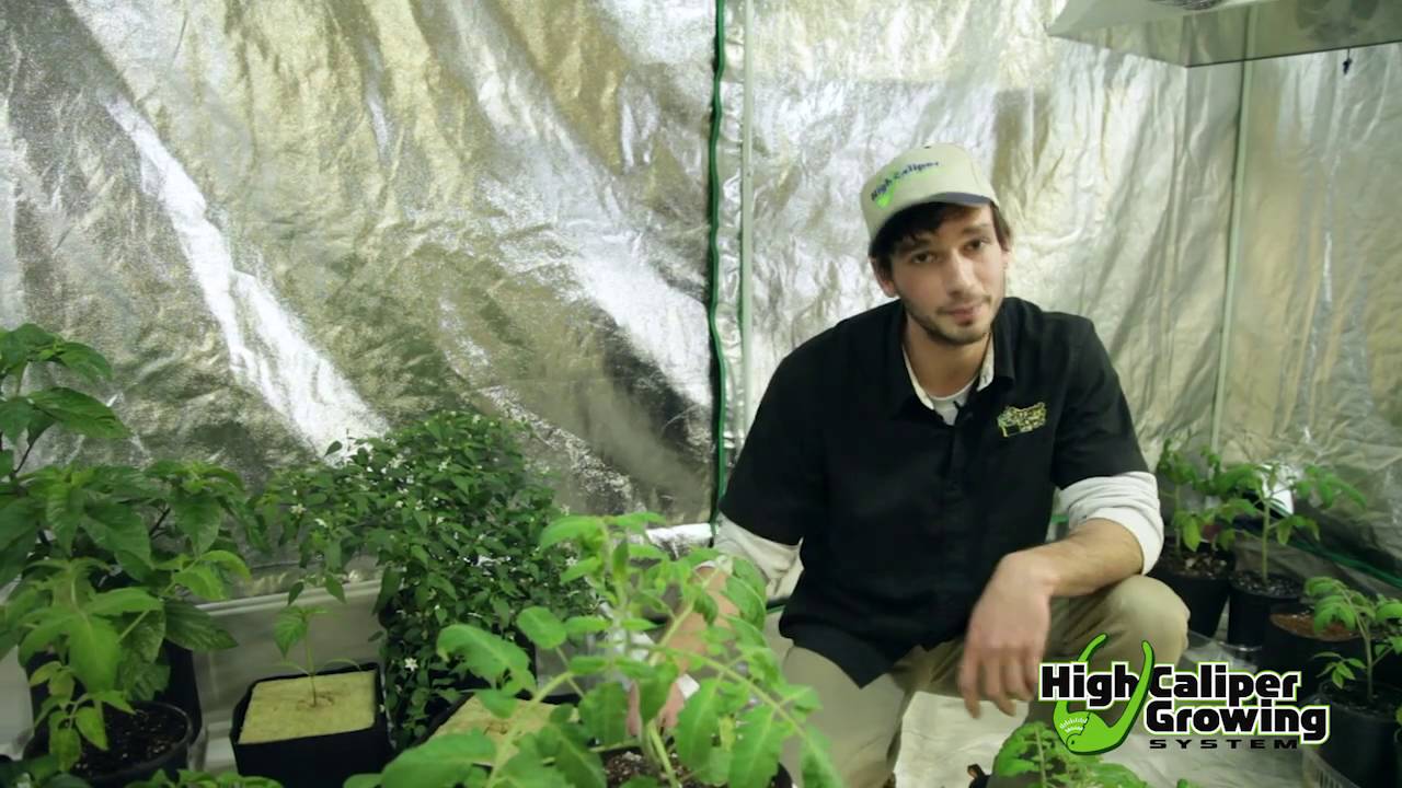 Tomatoes In Smart Pots