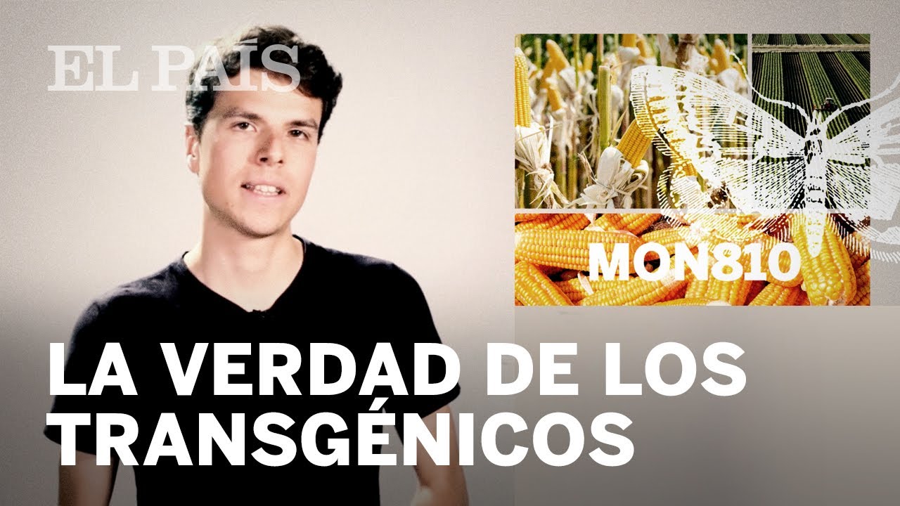 ¿Son MALOS los alimentos GENÉTICAMENTE MODIFICADOS? | DARWIN, TE NECESITO