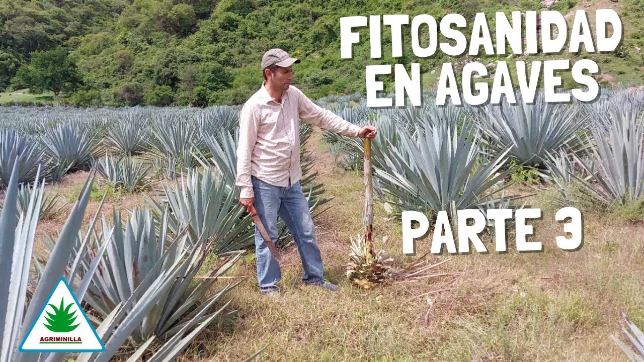 FITOSANIDAD EN AGAVES PARTE 3