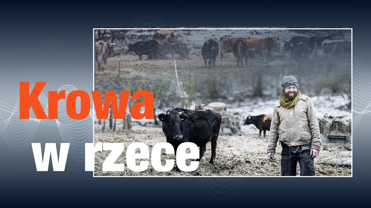 Krowa w rzece