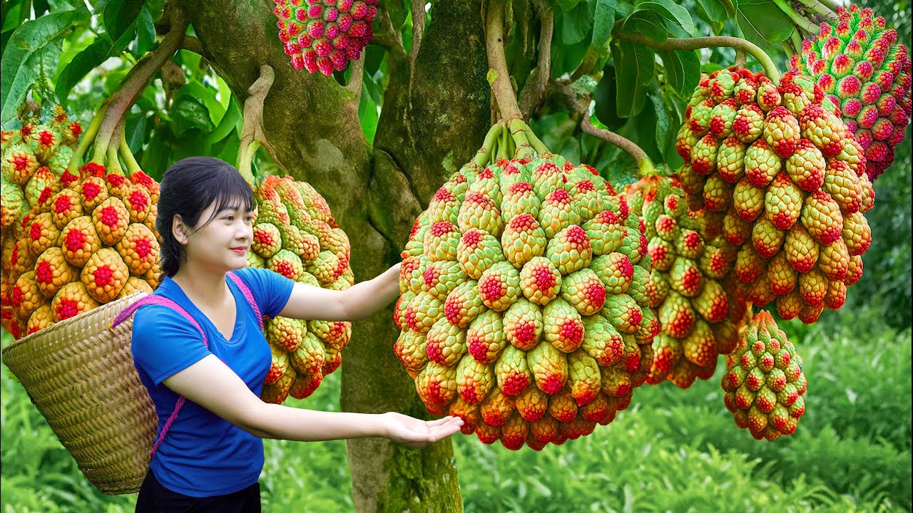Ly Trieu Ca: Harvesting Sweet Giant Soursop & Making Soursop Turtle Meat Cake – SOLD OUT in Minutes!