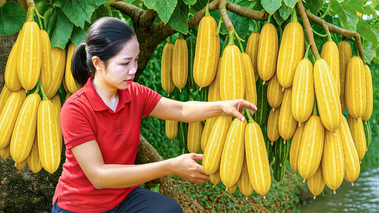 Harvesting 1000+ Fresh Cucumbers — Sweet Country Family Farm