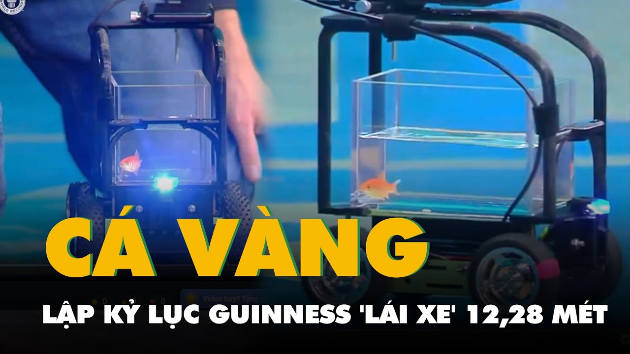 Xem cá vàng lập kỷ lục Guinness 'lái xe' 12,28 mét trong một phút
