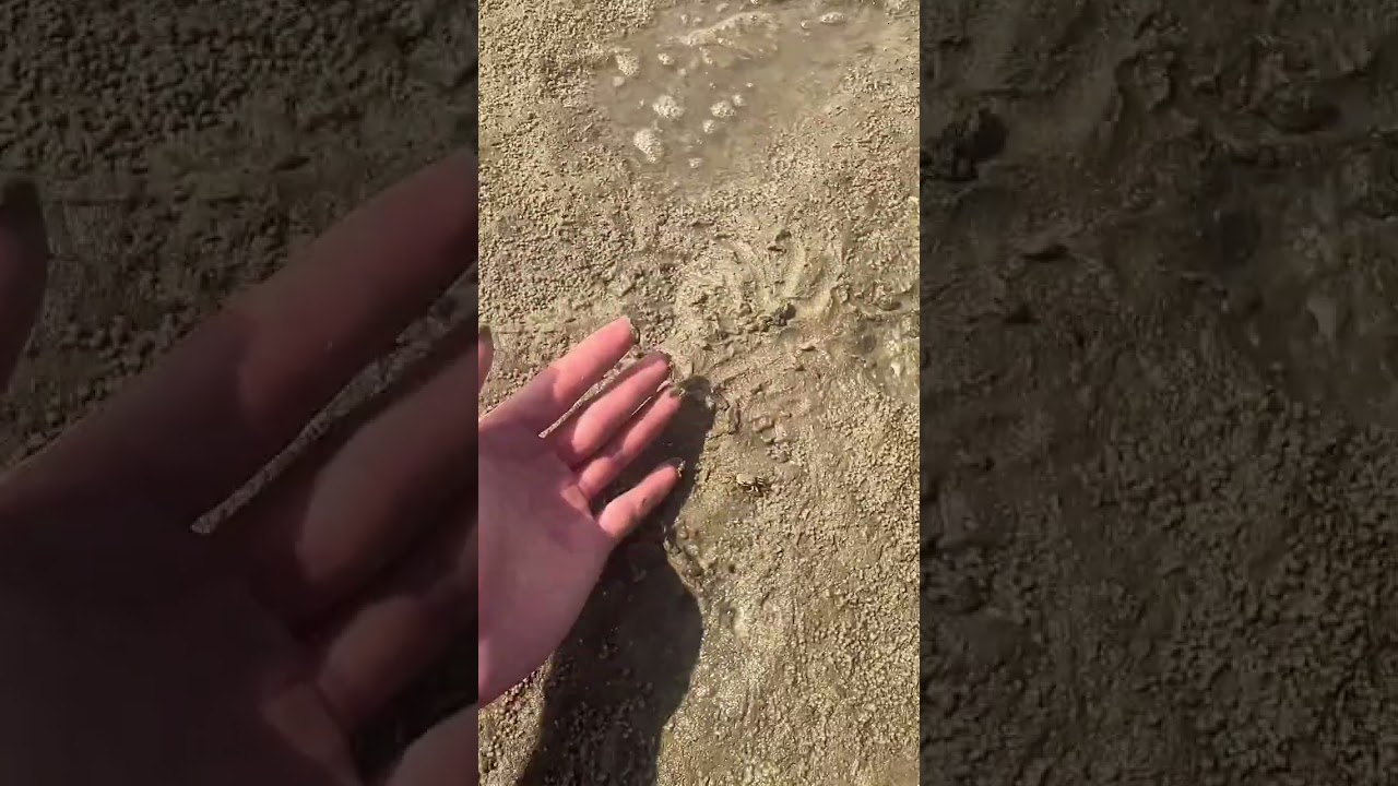 ENCONTREI MAIS DE 10 MIL CARANGUEJOS NA PRAIA! #shorts