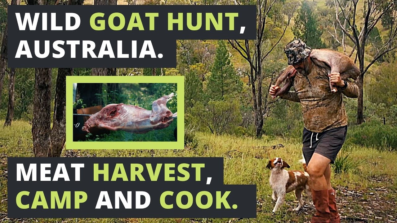 Feral GOAT HUNTING in AUSTRALIA, meat HARVEST, CAMP and COOK.