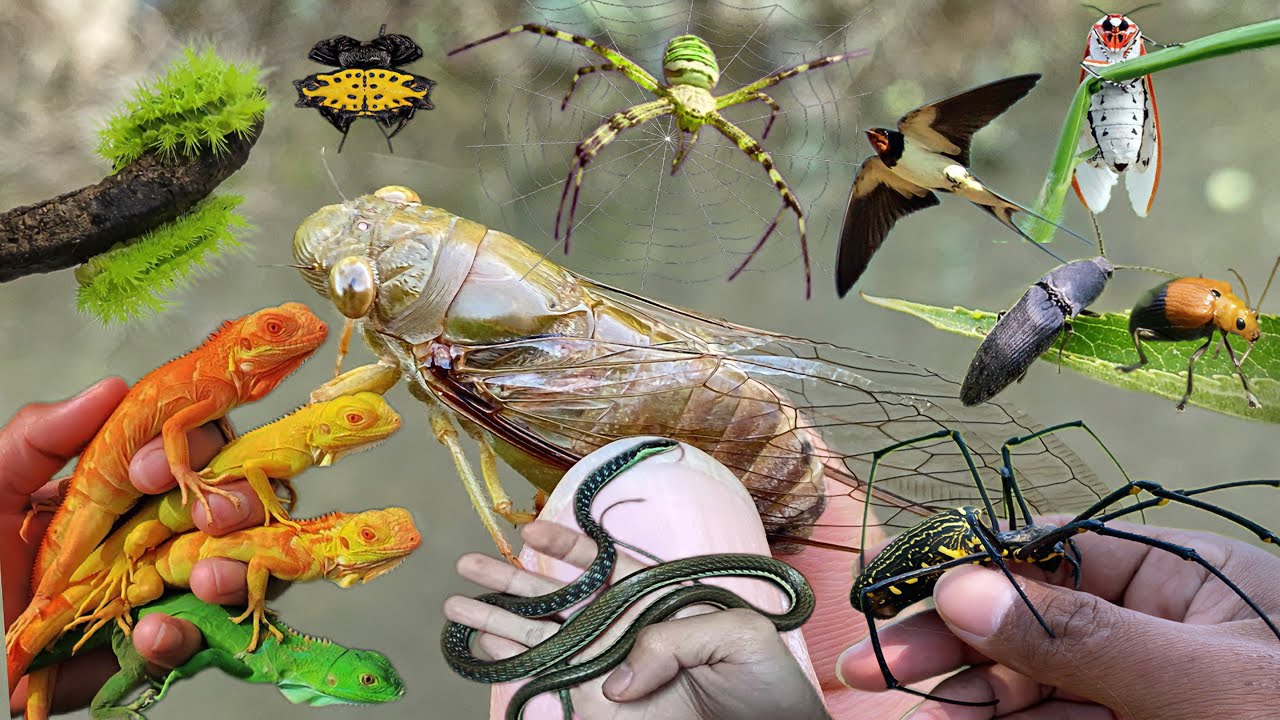 Symphony of the Cyclones: Songs of the Insects that Populate the Forest