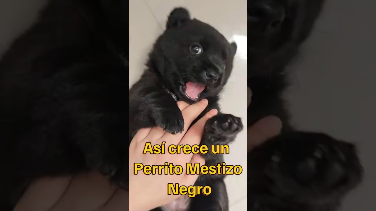 ¡Así es como crece este perro mestizo negro!