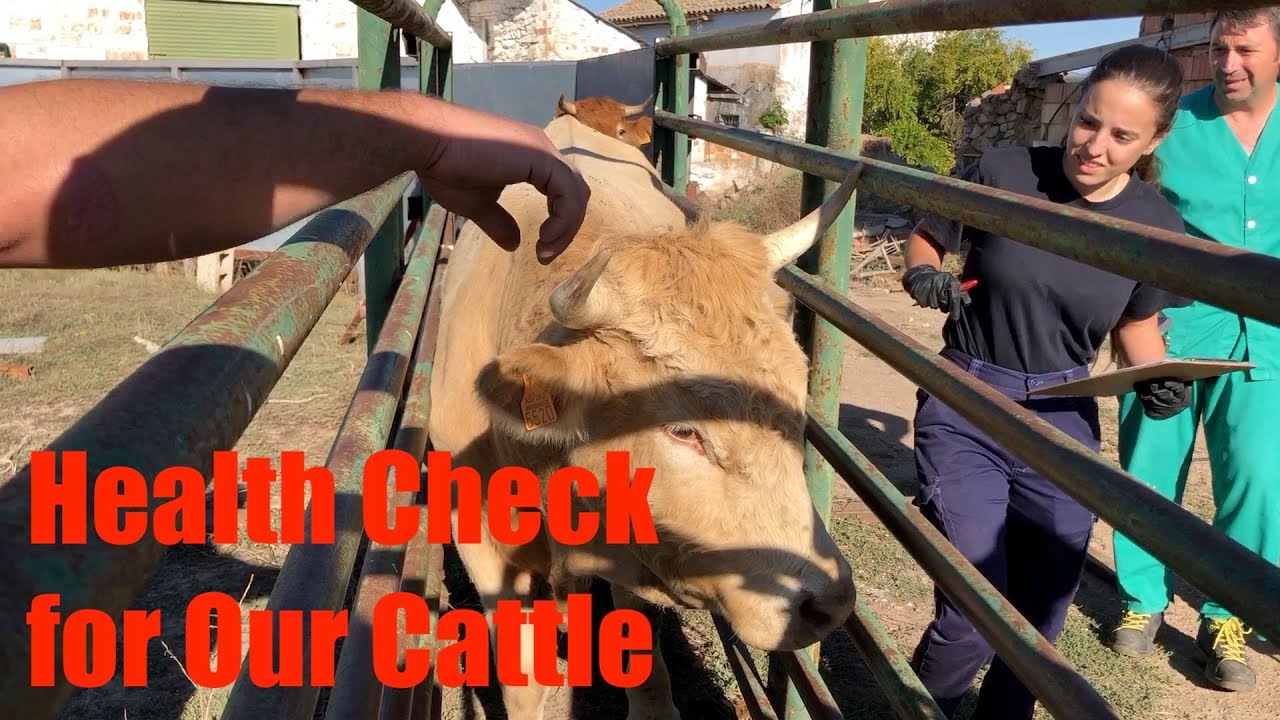 Health Check for Our Cattle