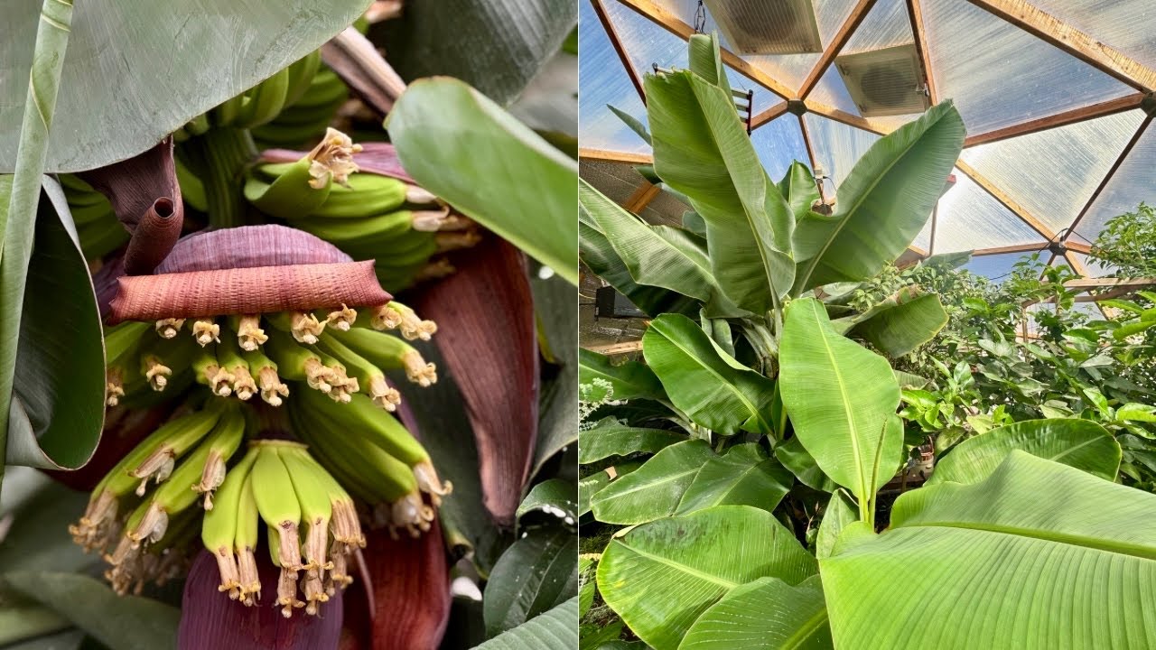 Growing Exotic Fruits in our Zone 3 Geodesic Dome
