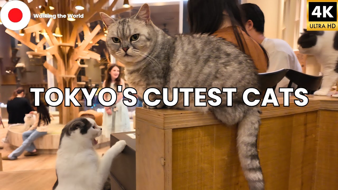 Cat Cafe Mocha Harajuku Tokyo FULL Tour | Funny Cute Cats of Japan [4K]