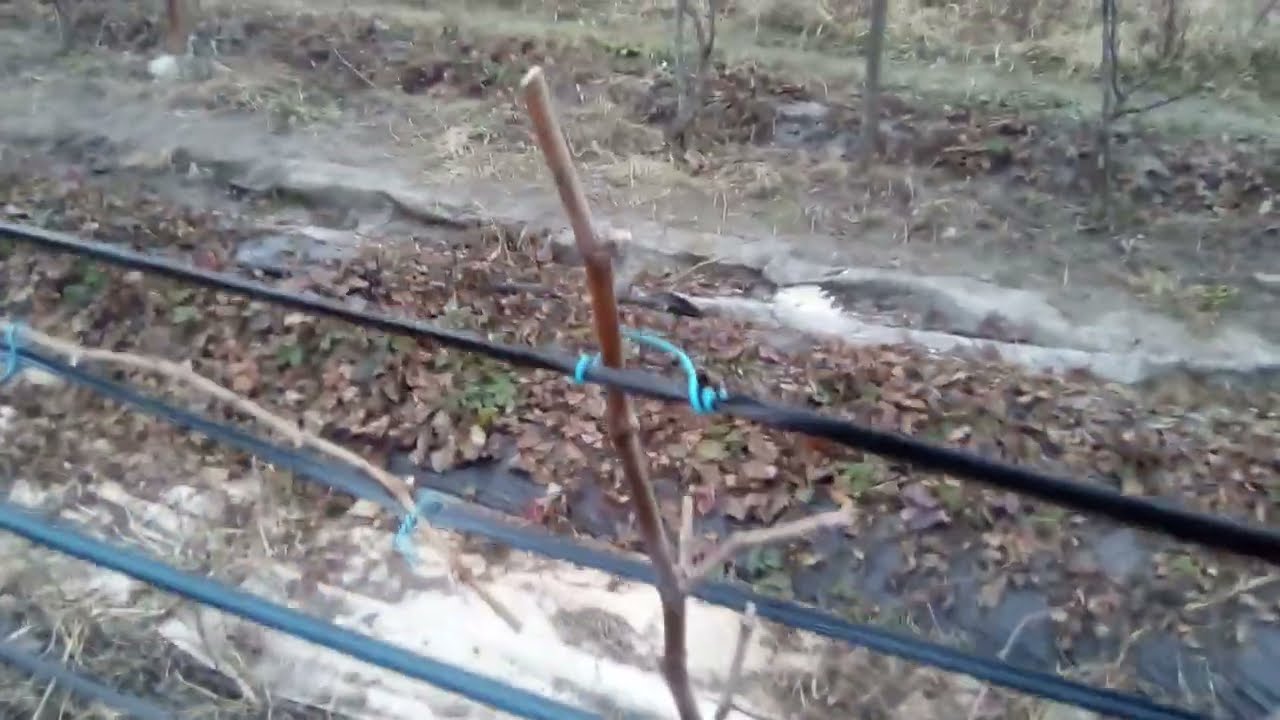 Cais anul lll și vie anul lll proiect sistem Pergola - Tendone
