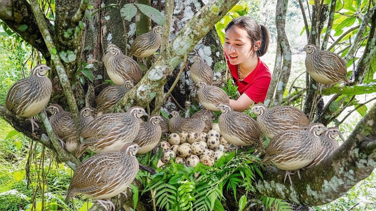 Discovering Many Quail In A Tree - The Girl Caught And Sold All 100 At The Local Market