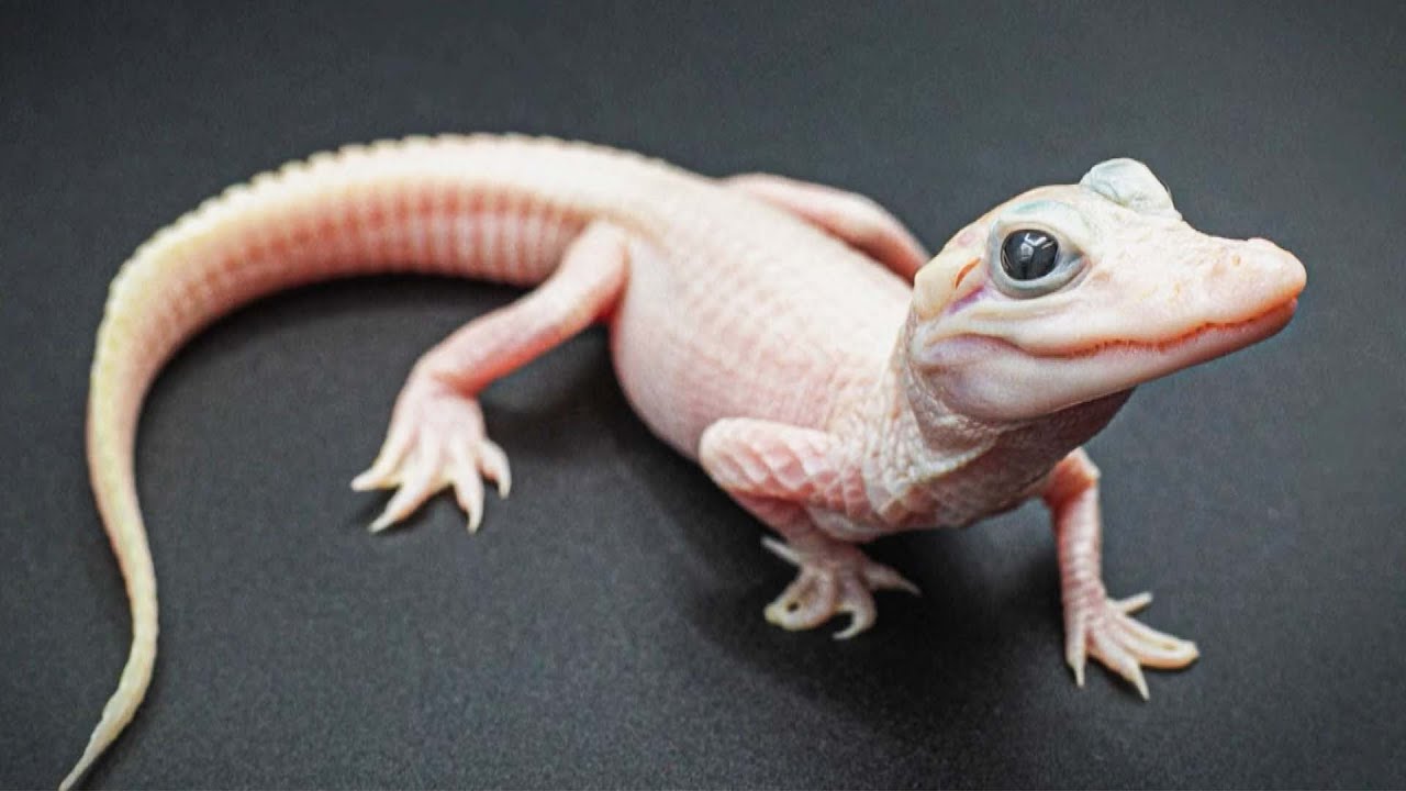 Rare White Alligator Born in Florida