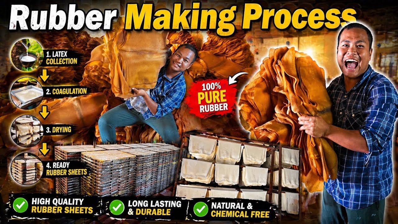 How Tripura People Make Money from Rubber Farming | How to make Rubber in factory | Tripura Rubber