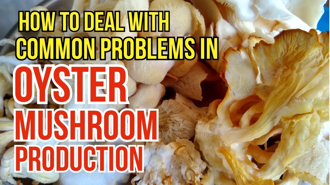 Common Problems in Oyster Mushroom Production | 