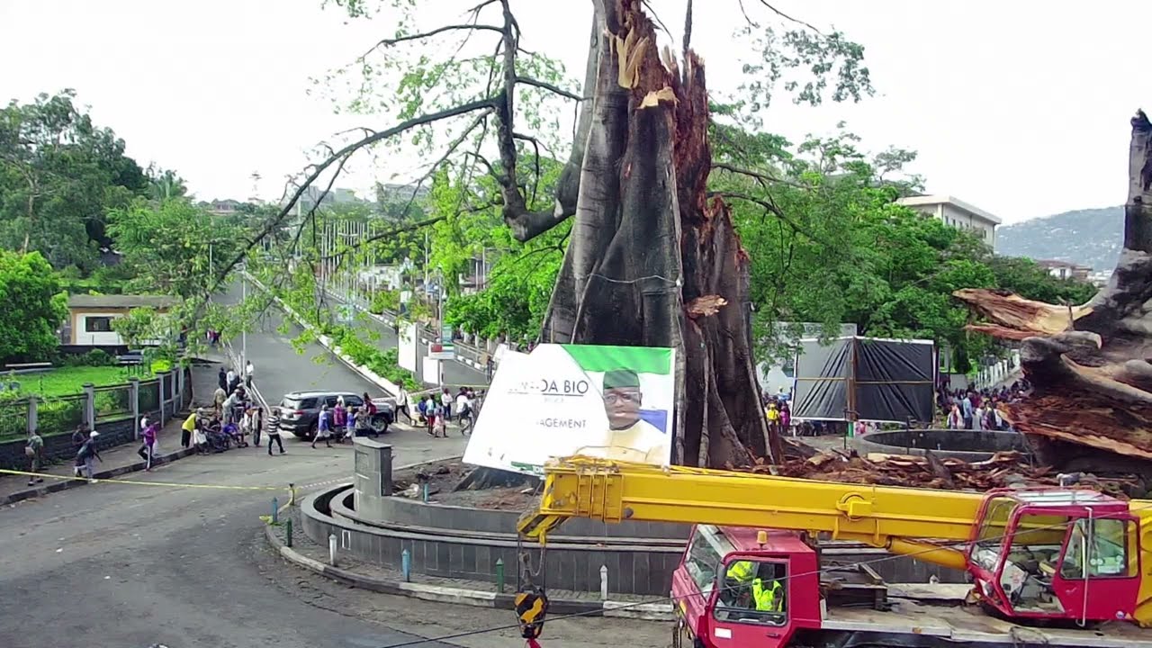 FREETOWN, SIERRA LEONE! WHAT HAPPENS TO THE FREETOWN COTTON TREE. 1ST ANNIVERSARY OF THE FALLEN TREE