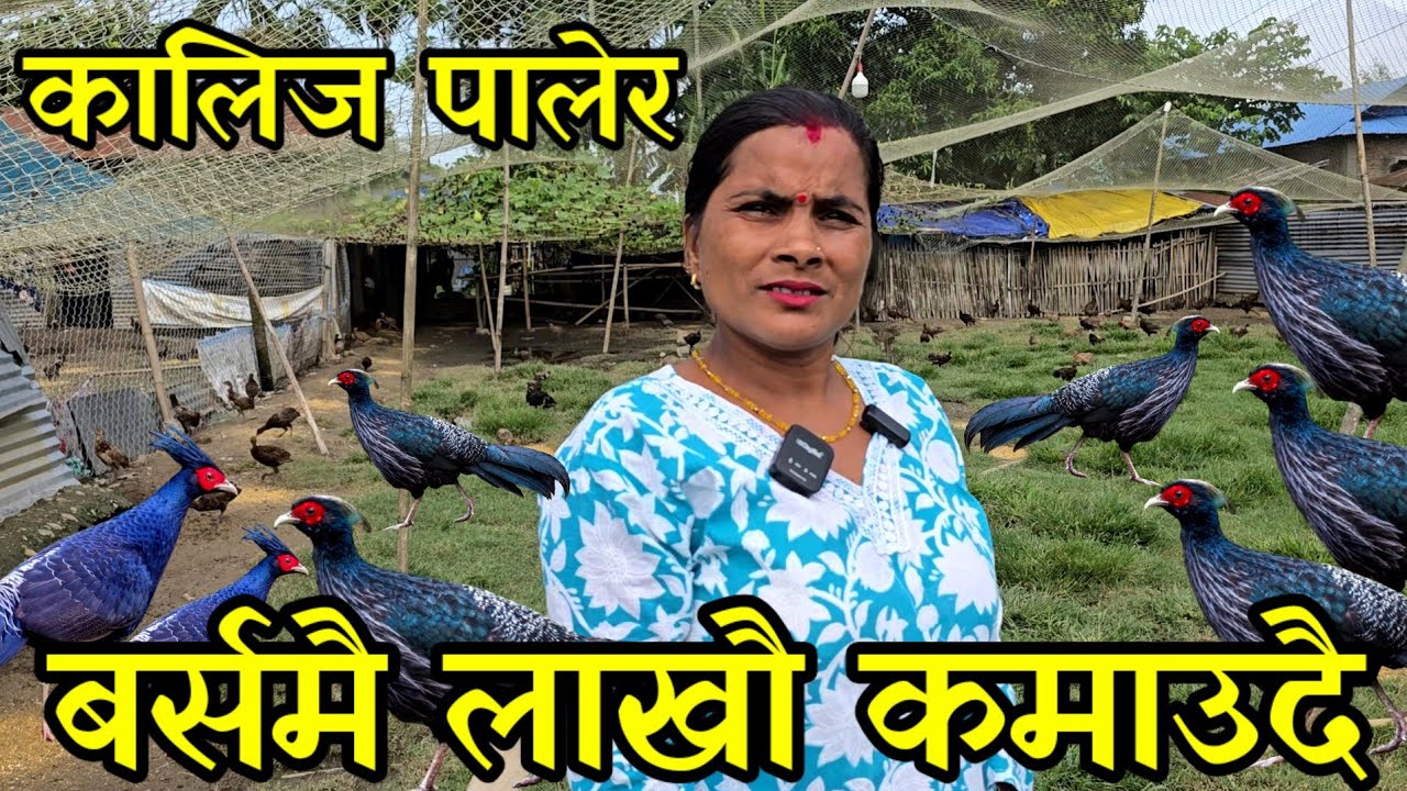 झापामा पहिलो कालिज फार्म,चार लाख लगानिले चालीस लाख आम्दानी गर्दै तिर्सना रिजाल kalij farming
