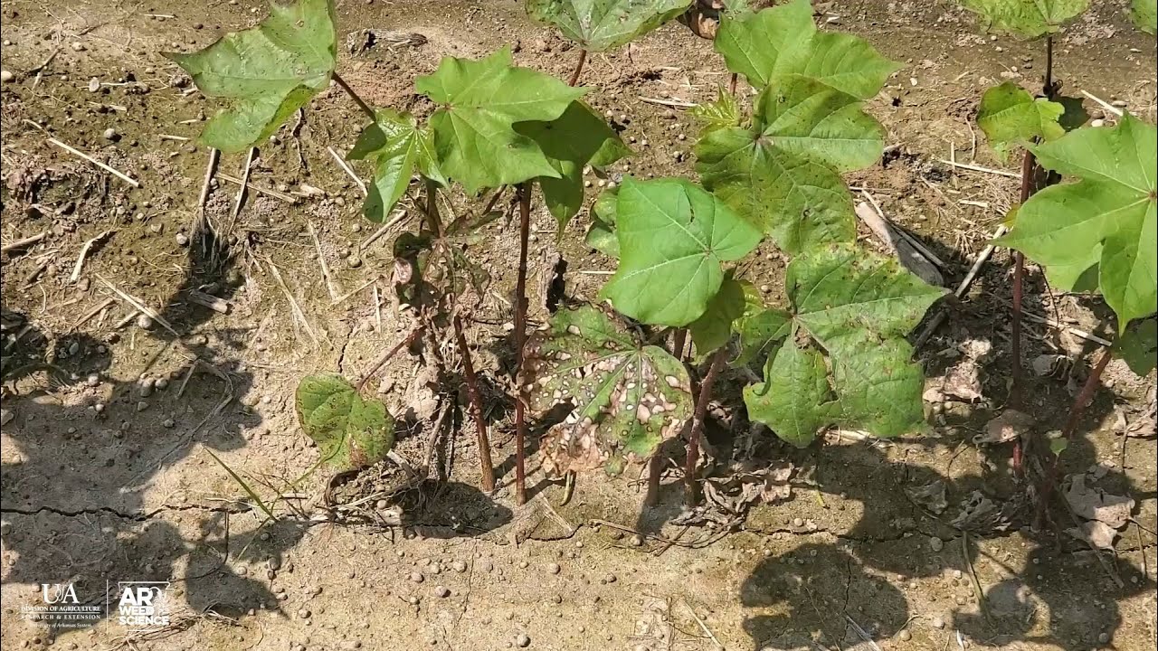 2020 Herbicide Symptomology - Contact Burners