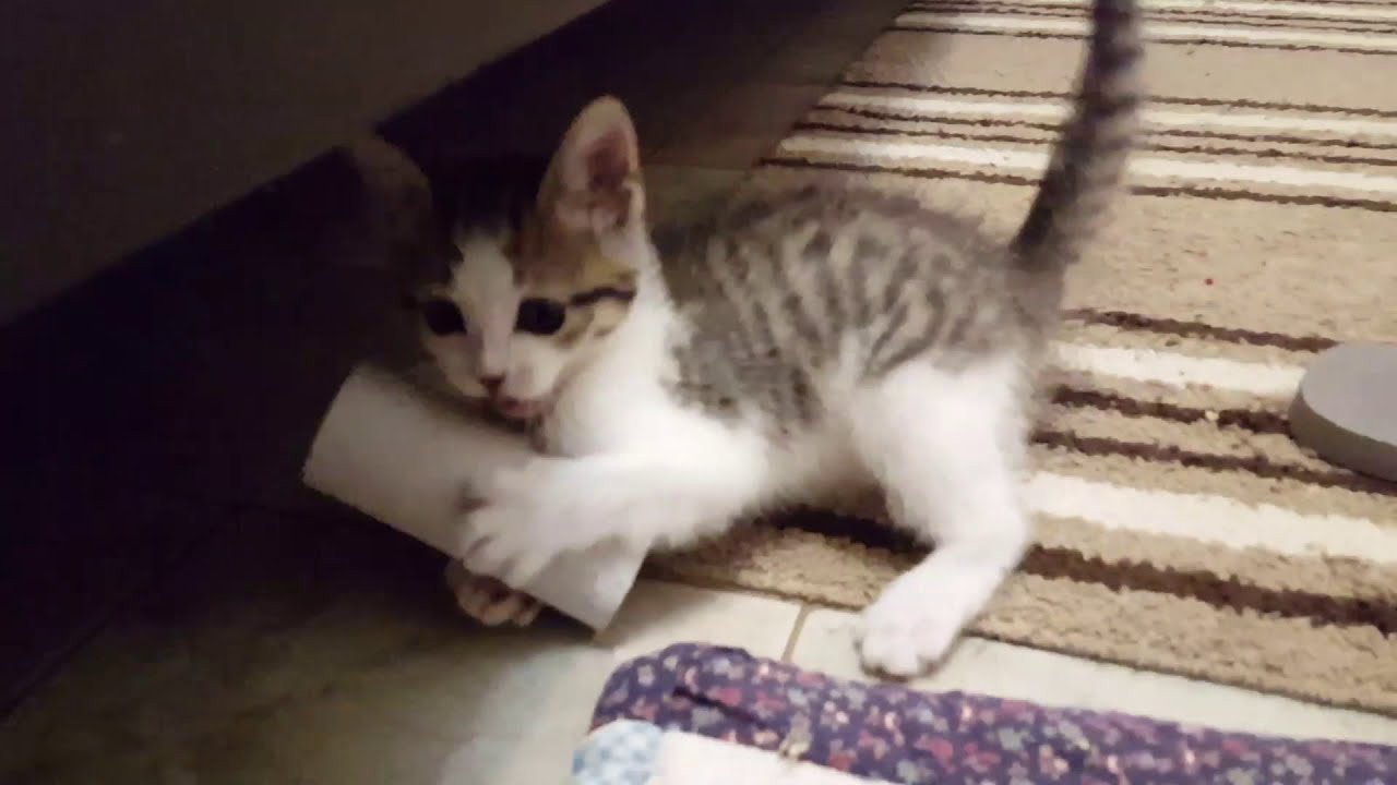 Orphan Rescue Kitten Archie Day 30 - Eating and Playing