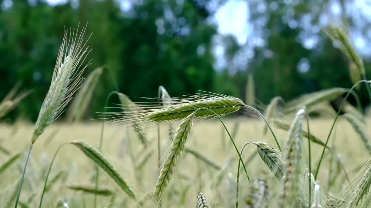 bio urnen kopen eco urns for ashes abbaubare urne