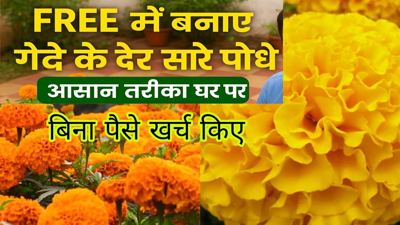 फ्री में बनाए ढेर सारे गेंदे के पौधे | बिना पैसे खर्च किए Marigold Plant Grow करने का तरीका | 