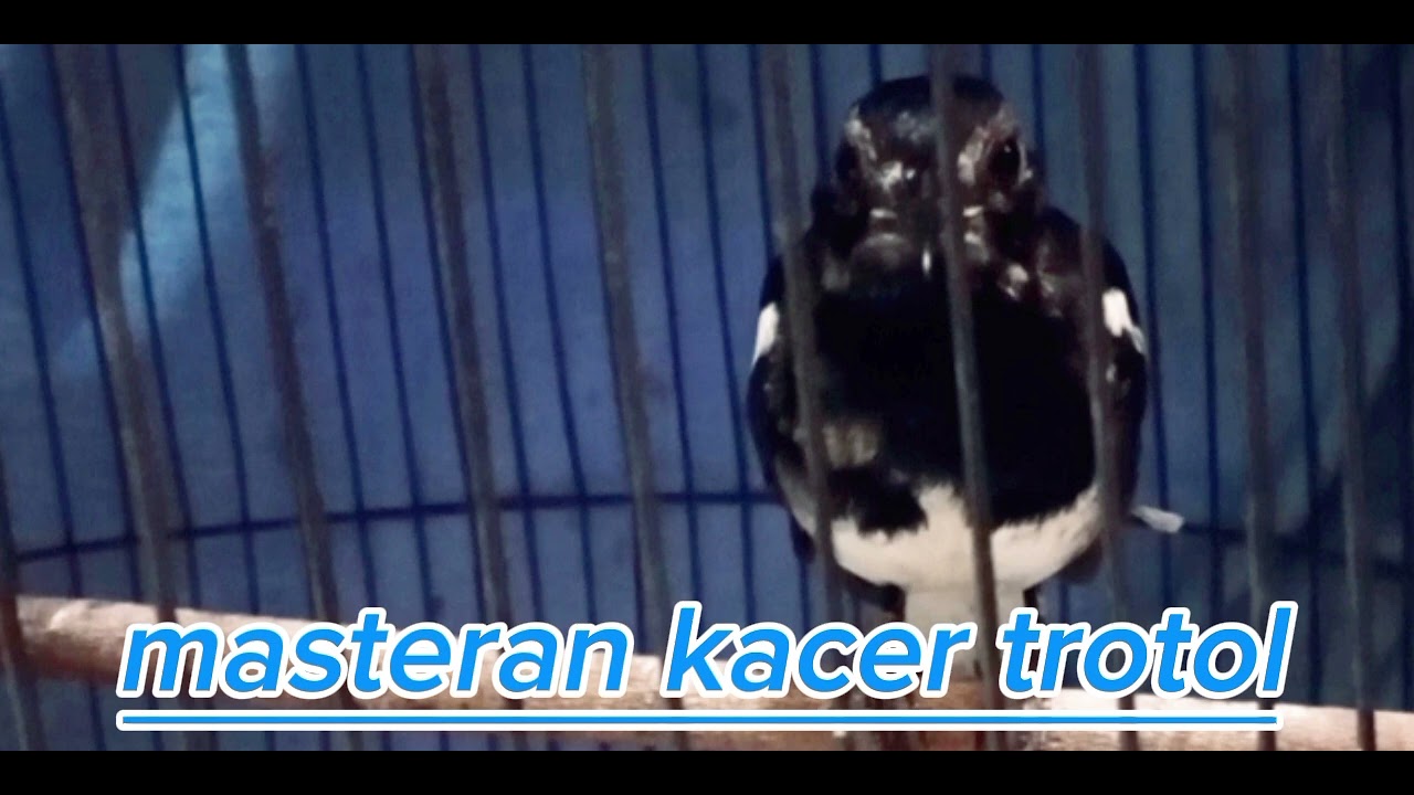 masteran kacer  cocok untuk menyeting kacer trotol..