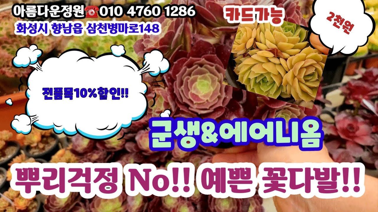 화성 아름다운정원에  소개품목10%할인 여름특가!! #초보다육 #다육쇼핑
