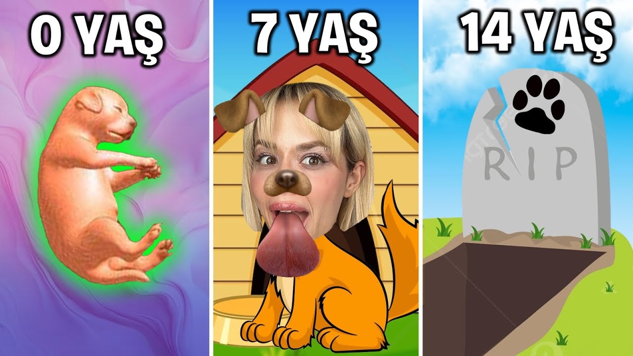DOĞUMDAN ÖLÜME BİR KÖPEK OLMAK! - @GamzeKarta