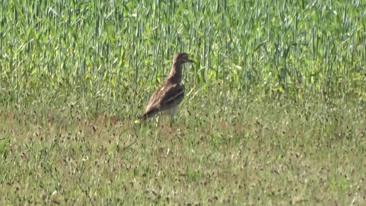 Stone Curlew Nunnery Lakes BTO Bird Camp 2017 27/05/17