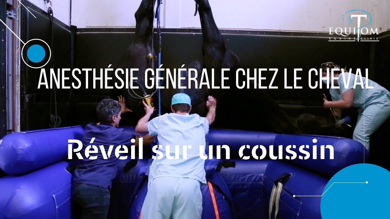 Anesthésie générale chez le cheval, REVEIL sur un coussin. Explication en 🇫🇷🇬🇧