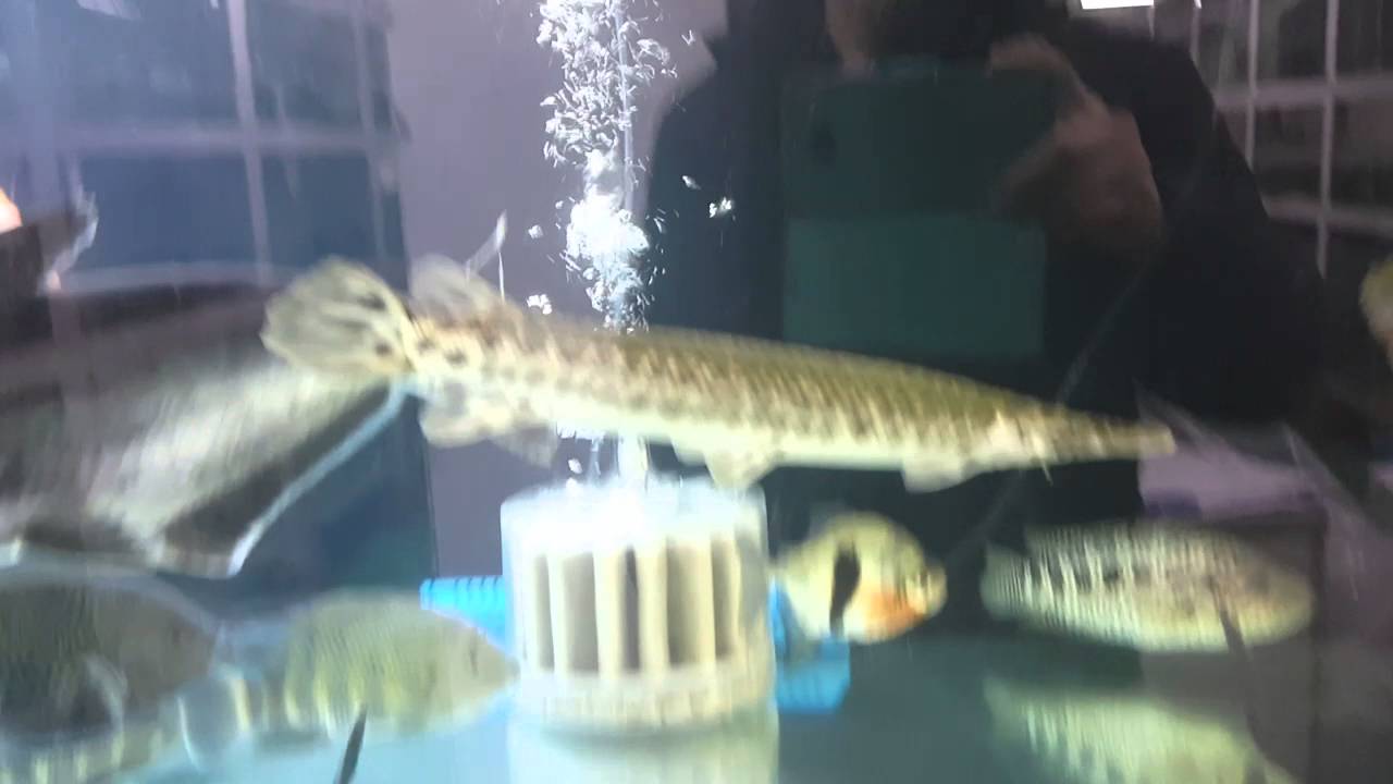 [2016.01.21_1] 한강수족관 korea aquashop 'HanGangAqua'