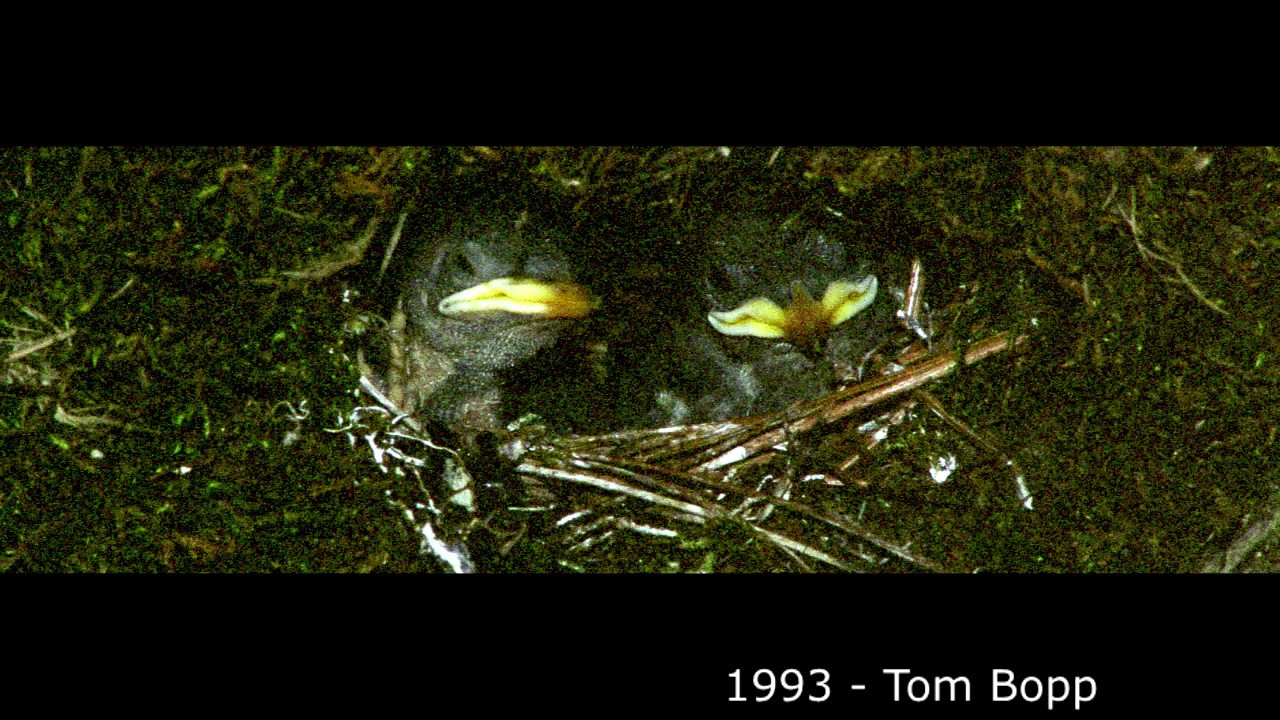 Water Ouzel Nest and Chicks (American Dippers)