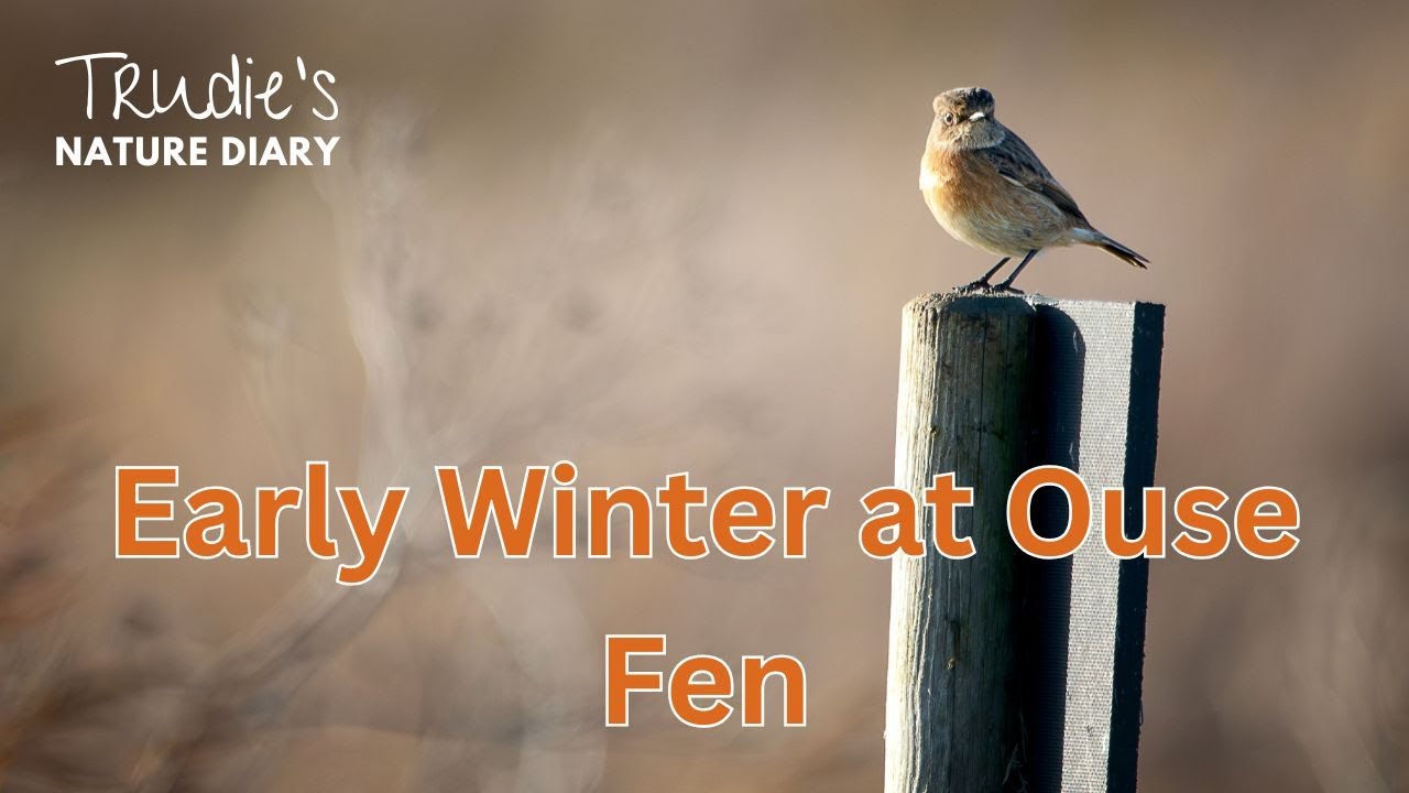 Early Winter Walk at Ouse Fen | Cranes and Marsh Harriers | Wildlife Photography