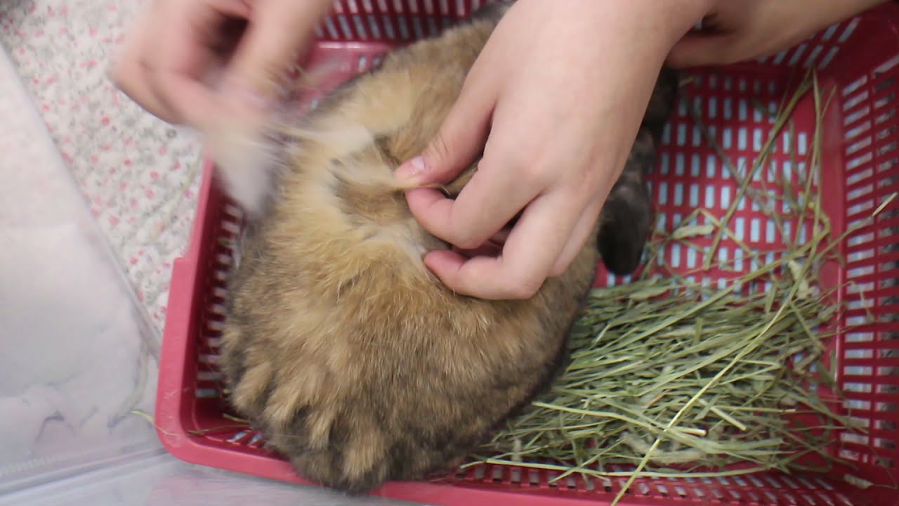 ウサギの換毛期　つまむだけでボコボコ抜ける　動物専門学校 トリマー 動物看護師 アクアリウム 動物のお仕事