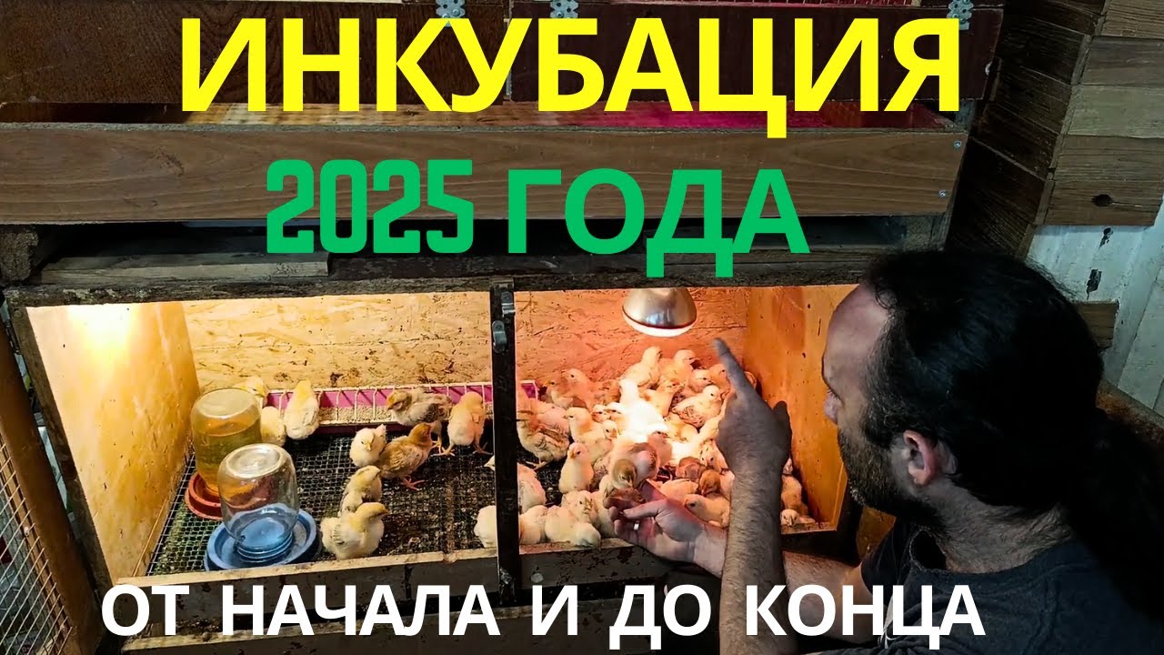 Полное видео инкубации куриных яиц 2025 года