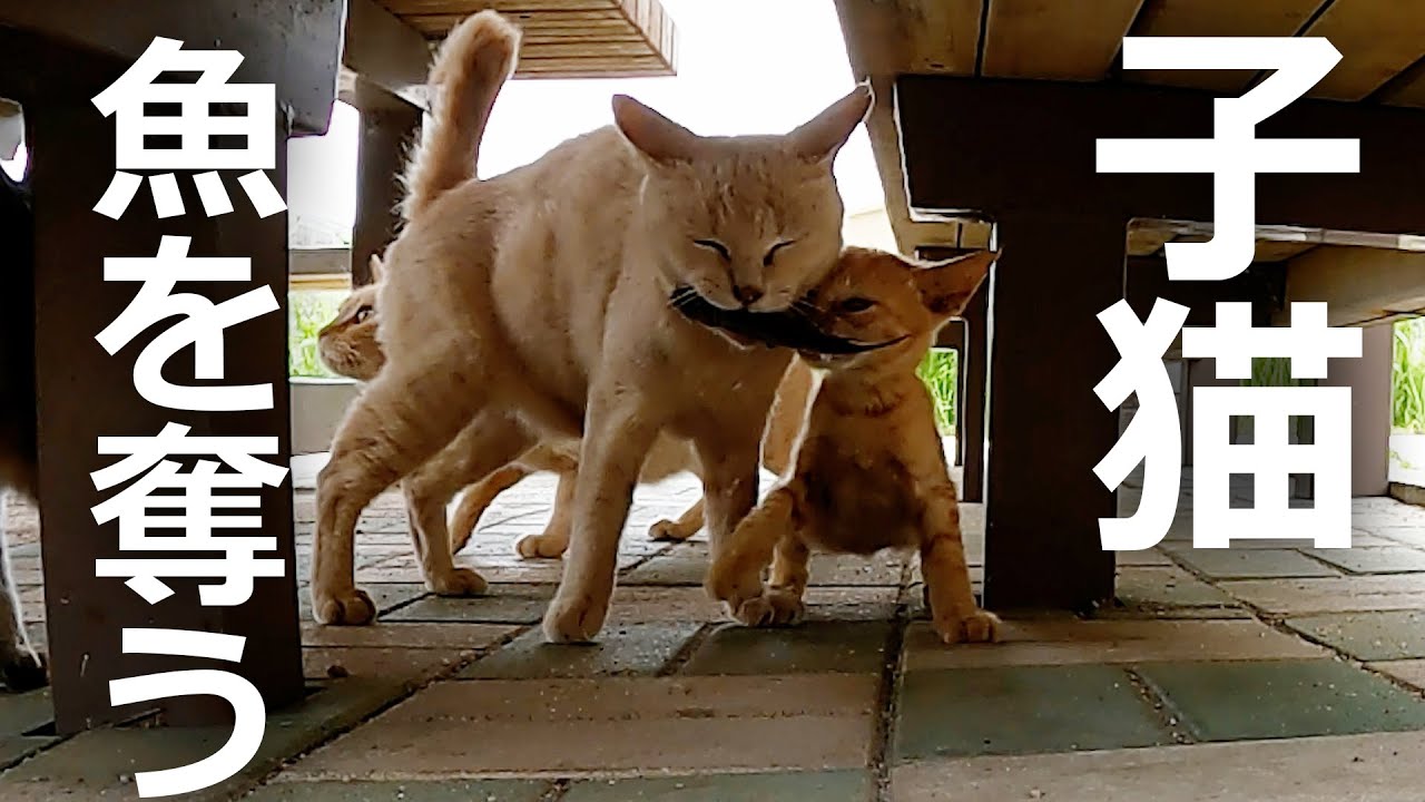 お腹減った…魚を奪う子猫⁉その結果…