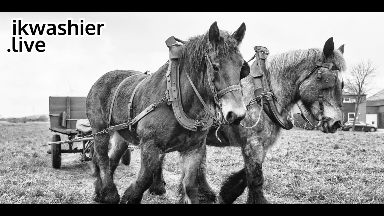 Mest uitvoeren met Belgische Trekpaarden - ikwashier.live in Wachtebeke - Belgian Draft Horse @ work