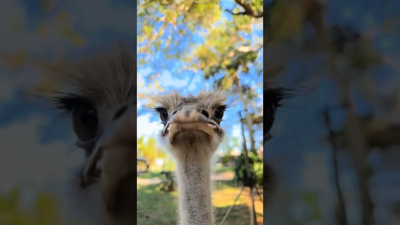 Meet Bonzo the ostrich ￼#Ostrich#animal#birds#wildanimals#texas #nature#farming#farm#bigbird#funny