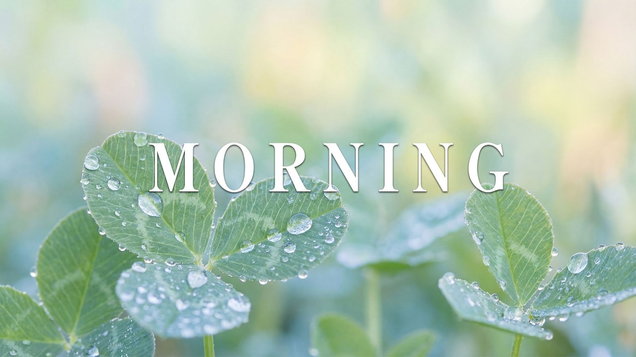 MORNING DEW – Relaxing Guitar for Stress Relief, work and study | Quiet Guitar Corner