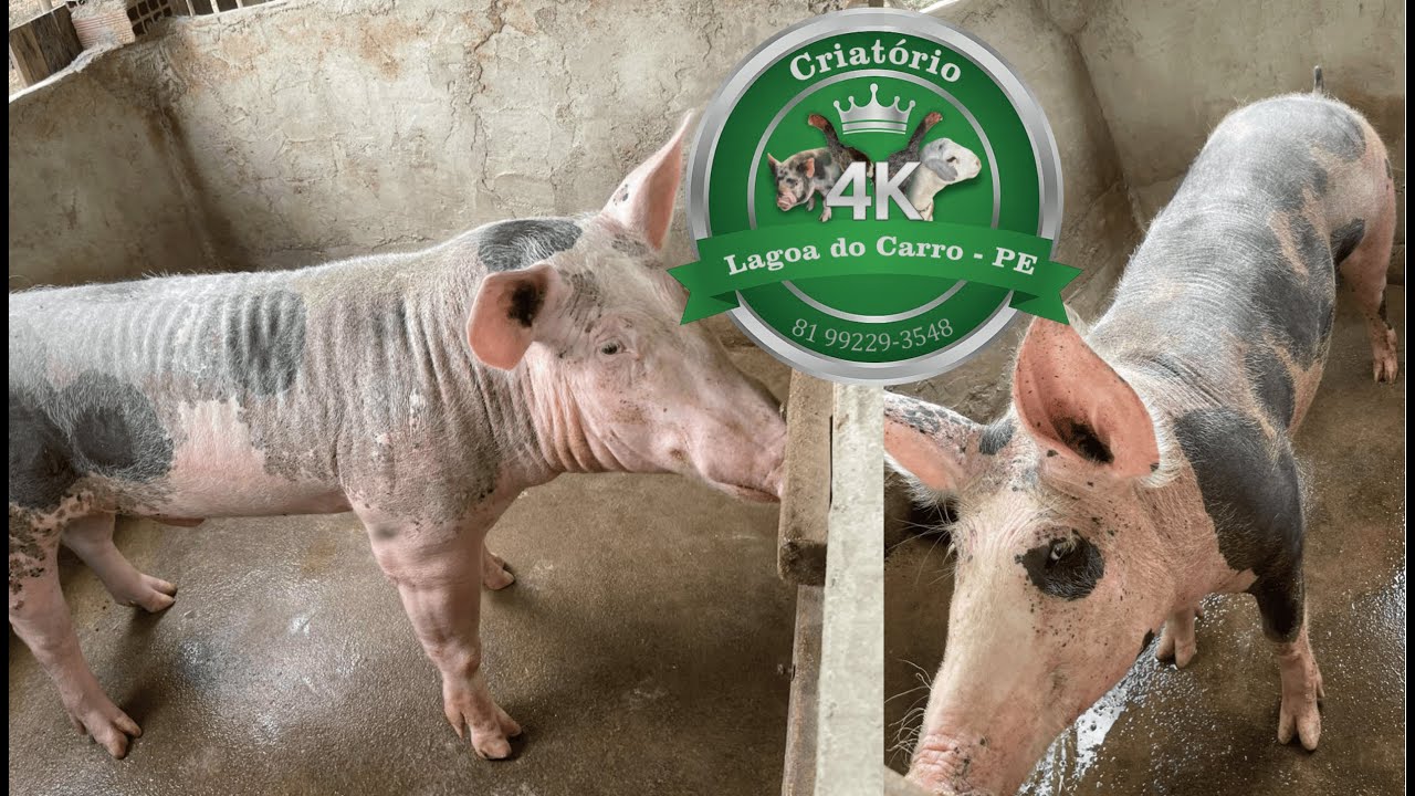 Porco Pietrain PO: A Raça que é Máquina de Produzir Carne!🐷 (Criatório 4K)