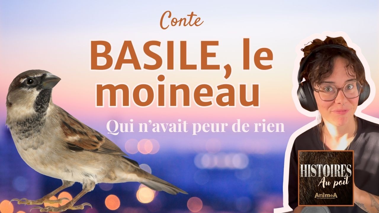 Basile le moineau qui n’avait peur de rien | Conte animalier