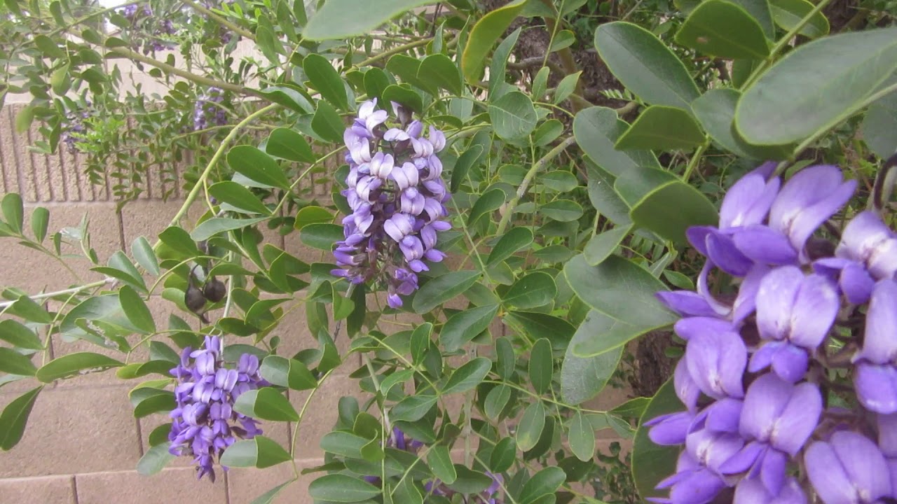 Texas Mountain Laurel- Mescal Bean- March blossoms