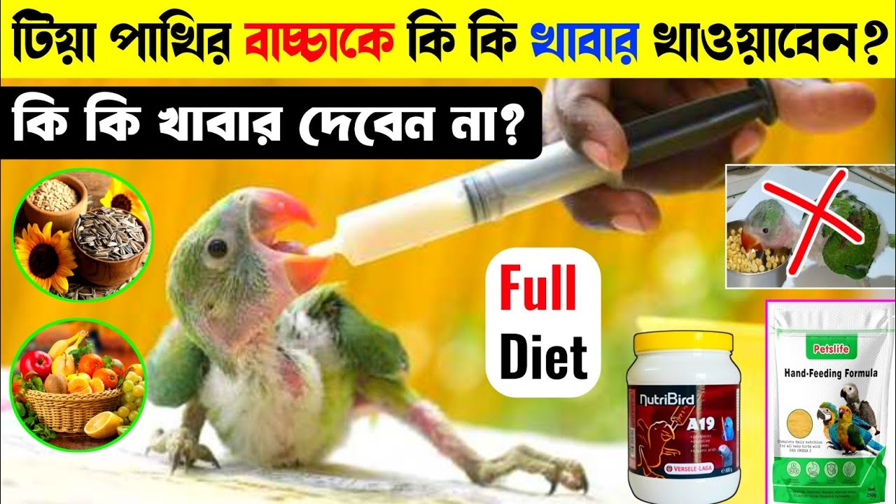টিয়া পাখির বাচ্চাকে কি কি খেতে দেবেন ✅🥣 || পাখির বাচ্চাকে কি কি খাবার দেবেন না❌ || Full Diet 🍛🦜🦜🥣🦜