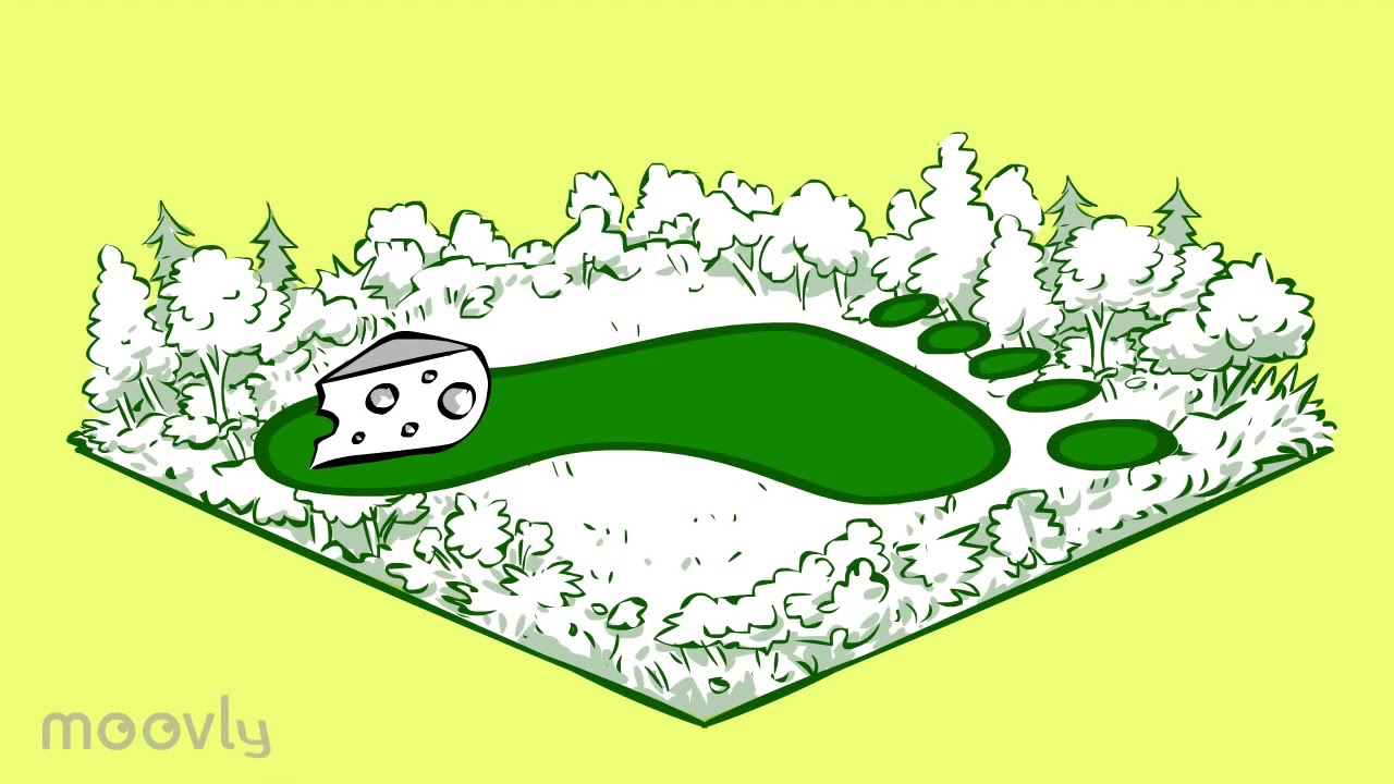 The Ecological Footprint Explained