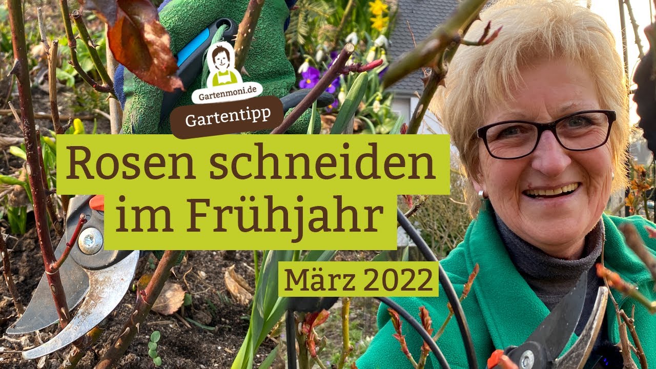 Rosen schneiden: Lieber im Frühjahr als im Herbst