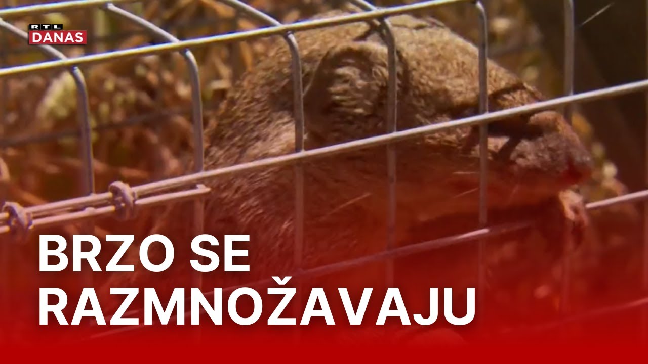 Mungosima na Čiovu došao je kraj, evo kakve zamke ih čekaju | RTL Danas