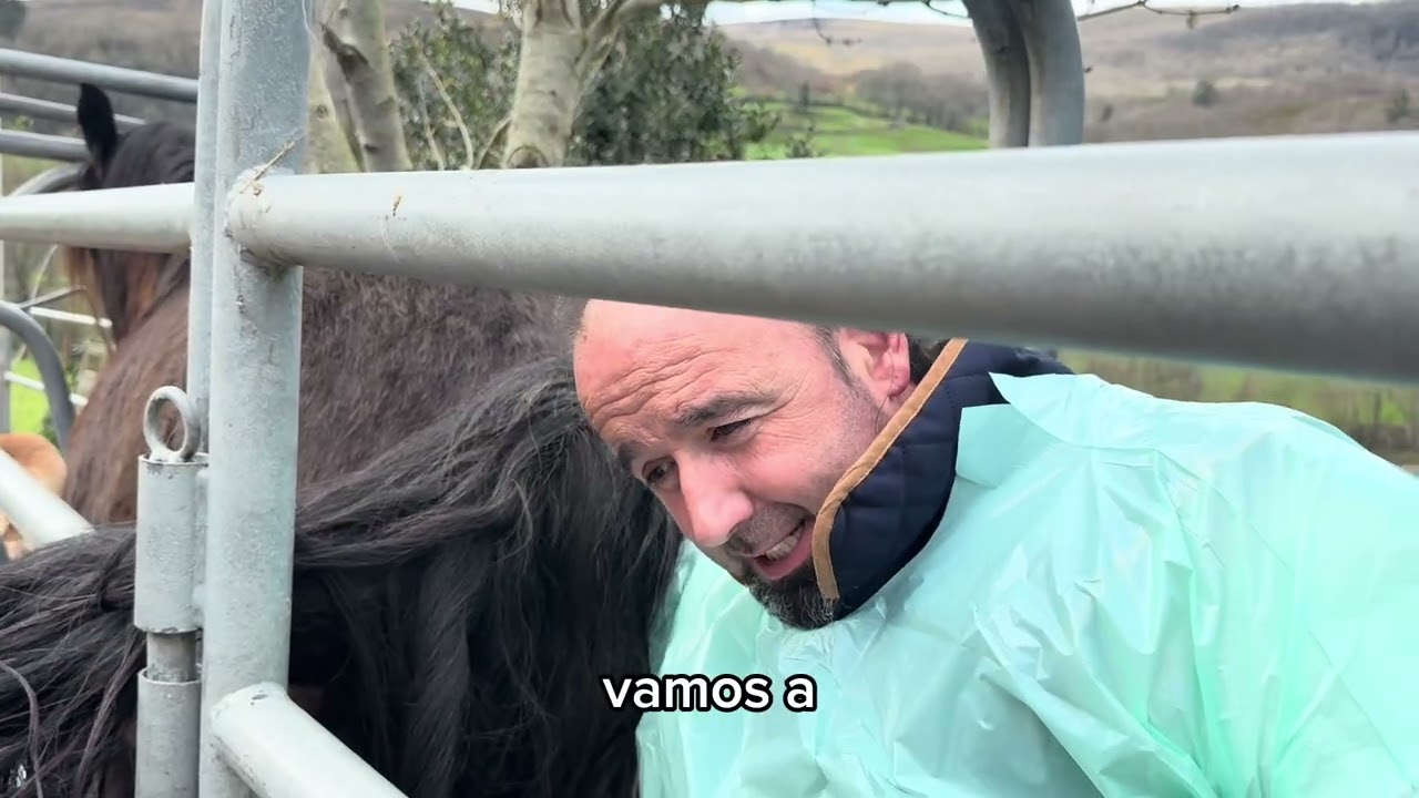 Lavado a una yegua 