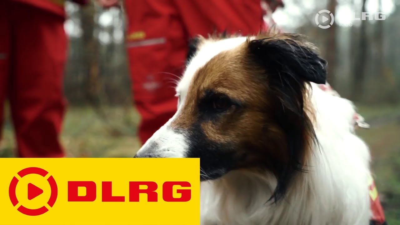 Die DLRG Rettungshundestaffel Stormarn im Einsatz