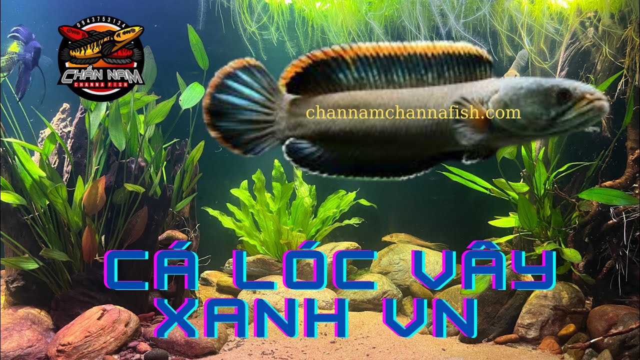 Cá Lóc Vây Xanh